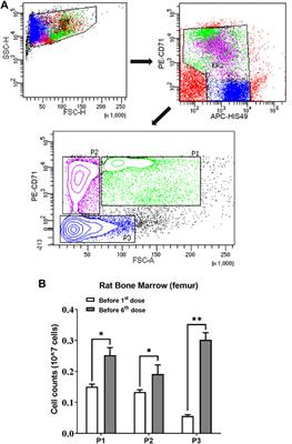 Dynamics of Erythroferrone Response to Erythropoietin in Rats